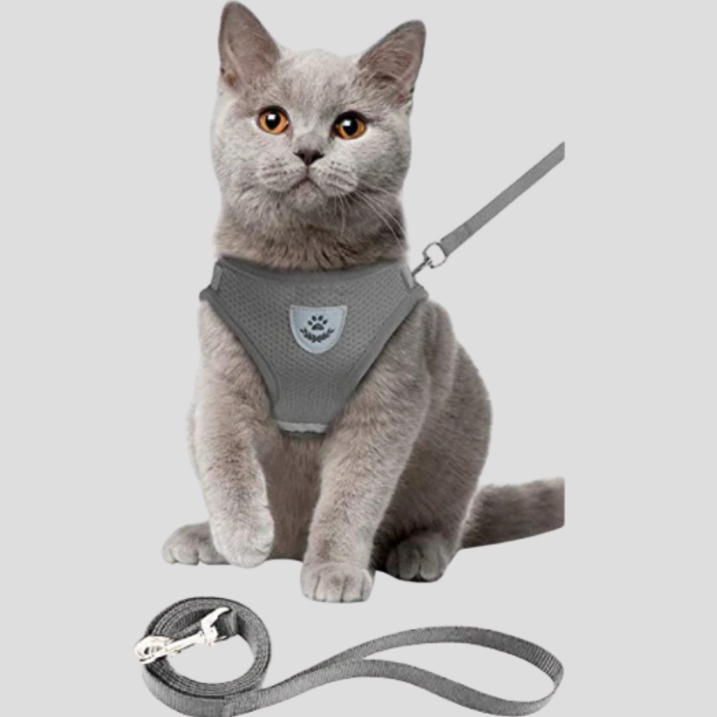 Kattenharnas met riem
